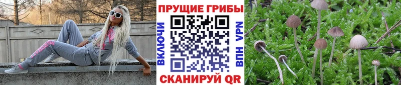 Галлюциногенные грибы Psilocybe  Юрга 